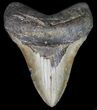 Bargain Megalodon Tooth - North Carolina #41158-1